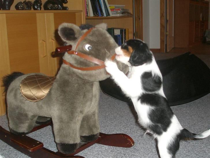 Cavalier king charles spaniel Anton billede 13