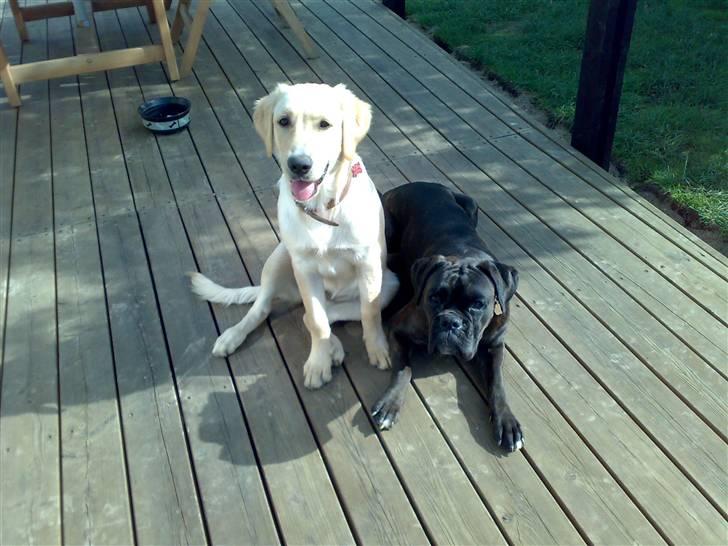 Boxer tika billede 12