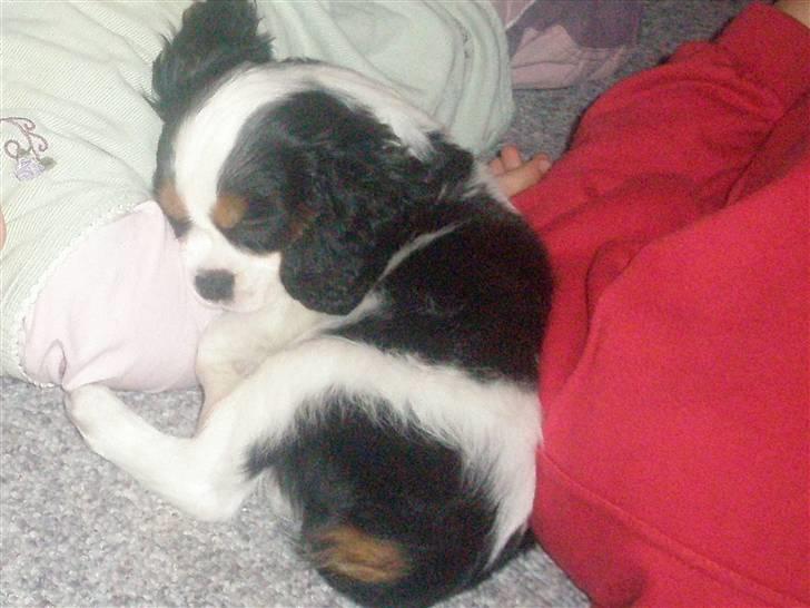 Cavalier king charles spaniel Anton billede 14