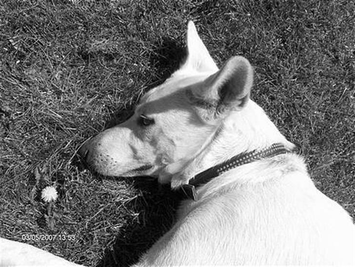 Hvid schæfer Amanda <3 billede 2