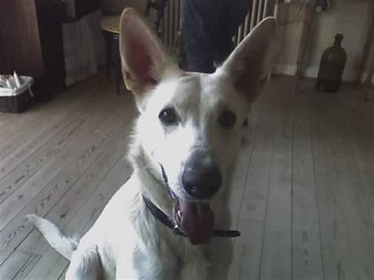 Hvid schæfer Amanda <3 billede 3