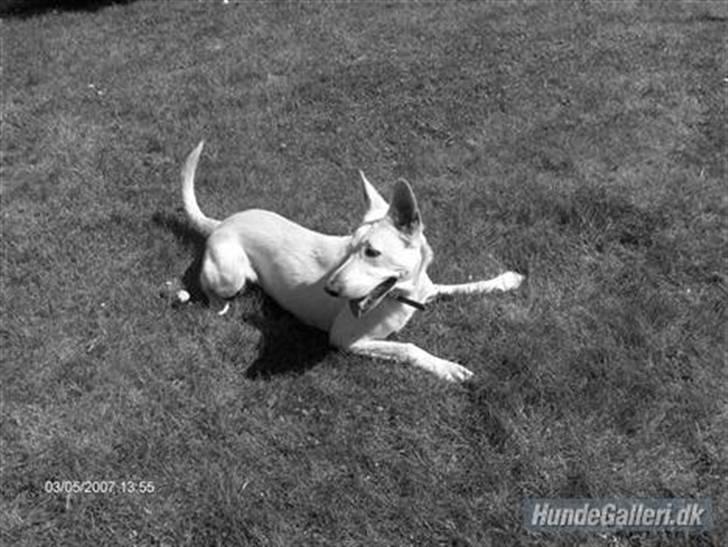 Hvid schæfer Amanda <3 billede 4