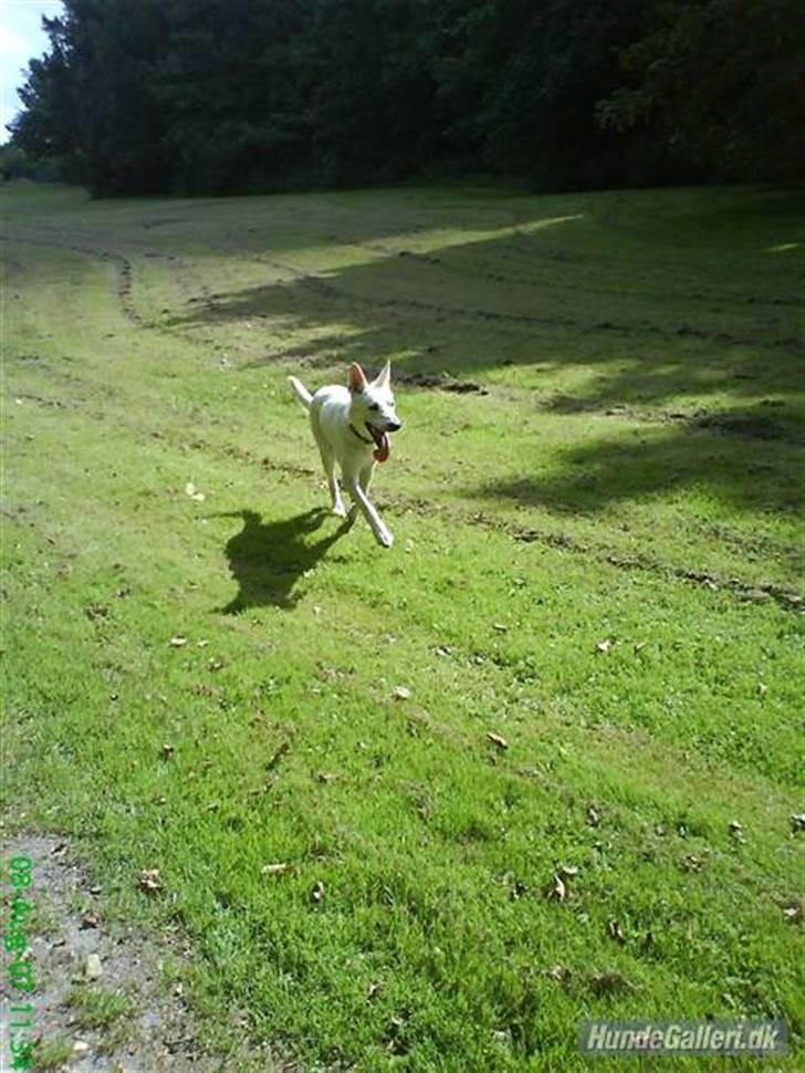 Hvid schæfer Amanda <3 billede 5