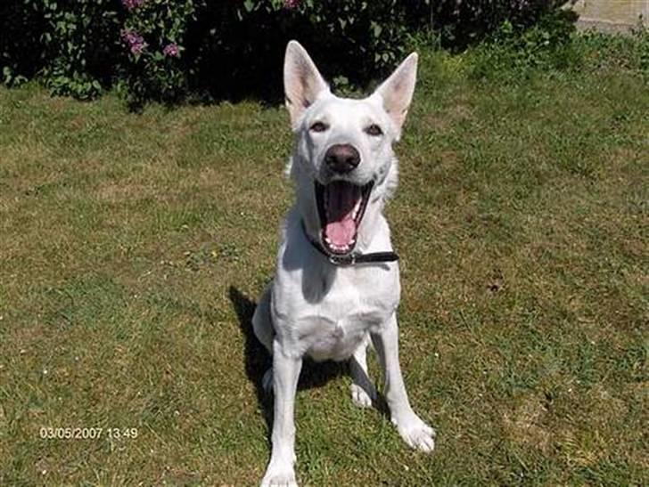 Hvid schæfer Amanda <3 billede 6