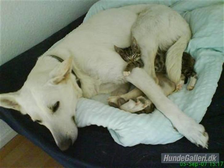 Hvid schæfer Amanda <3 - Her ligger hun med missen (; billede 7