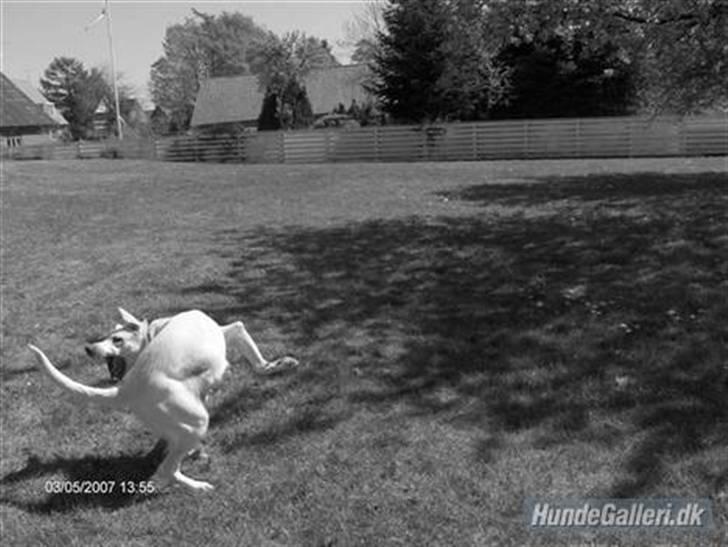 Hvid schæfer Amanda <3 billede 8