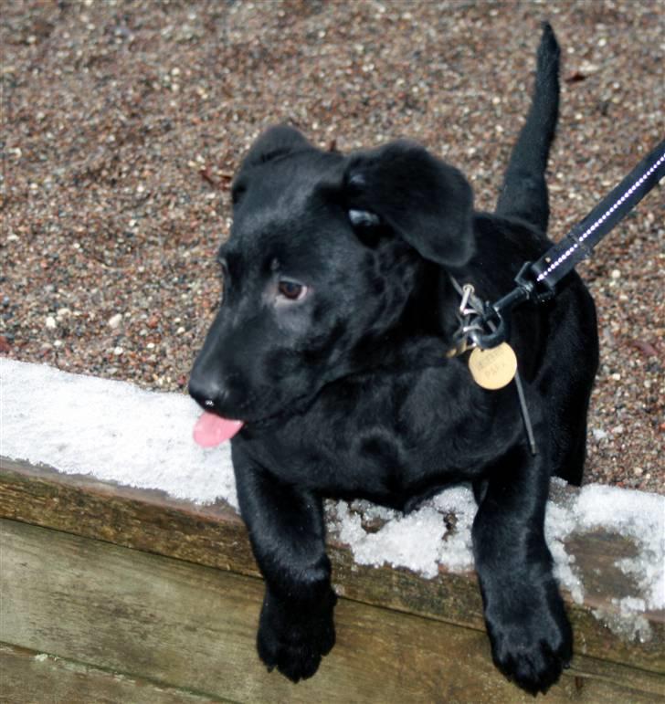 Blanding af racer Nani - 13 uger og stadig fræk :-) billede 10