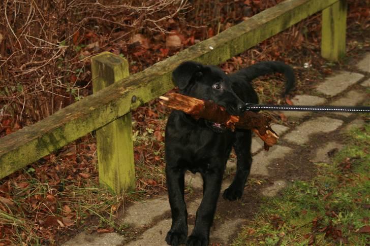 Blanding af racer Nani - Elsker pinde, jo større jo bedre (13 uger) billede 11