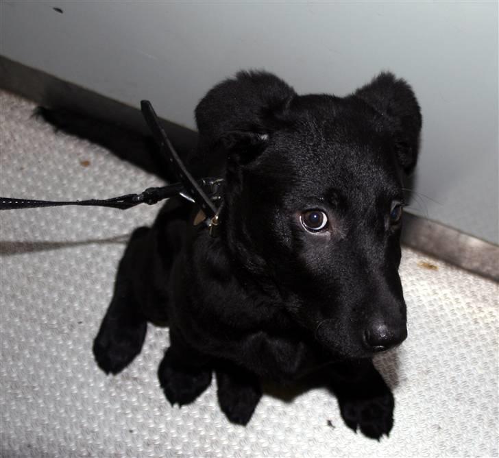 Blanding af racer Nani - En sjov vinkel (13 uger) billede 12