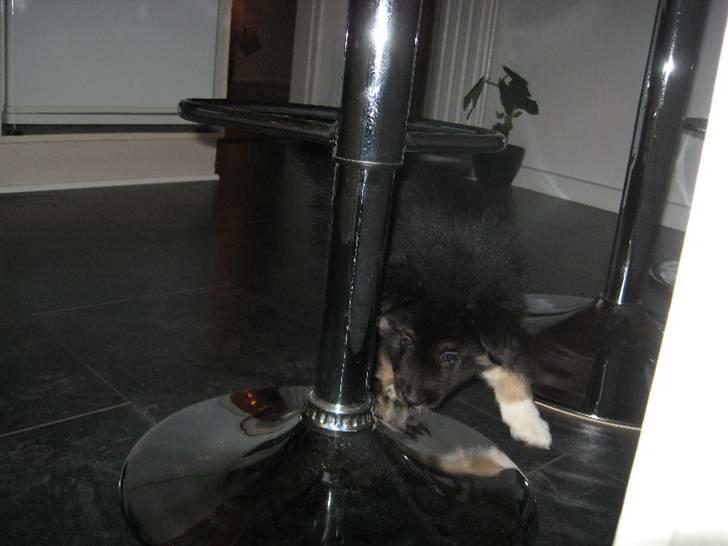 Islandsk fårehund Fenja    - Hov......Den der ligner da mig billede 6