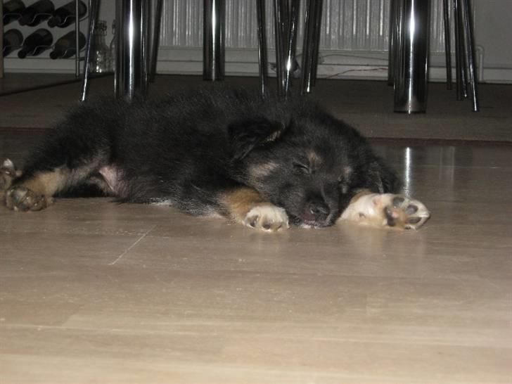 Islandsk fårehund Fenja    - Det er altså hårdt med alt det legen billede 7