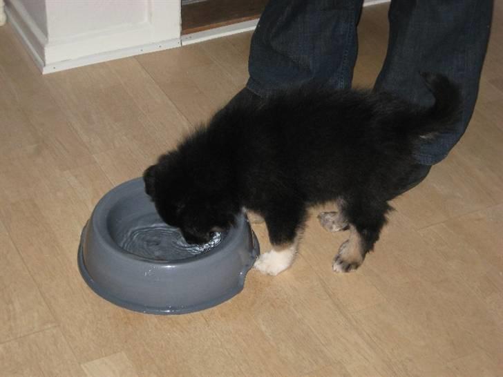 Islandsk fårehund Fenja    - Skønt med noget at drikke billede 8