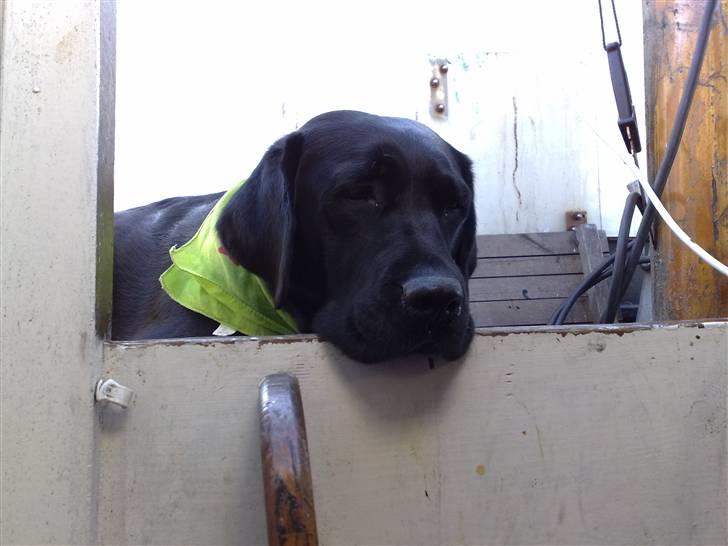 Labrador retriever cherri - hej er jeg ude at sejle mid min mor og far billede 1