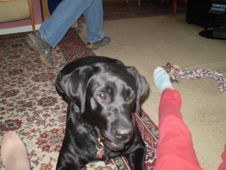 Labrador retriever cherri - øv far smutter forbi når mor tager billeder billede 2