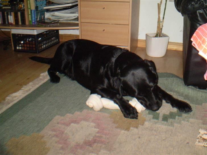 Labrador retriever cherri - wov et stort ben  billede 3