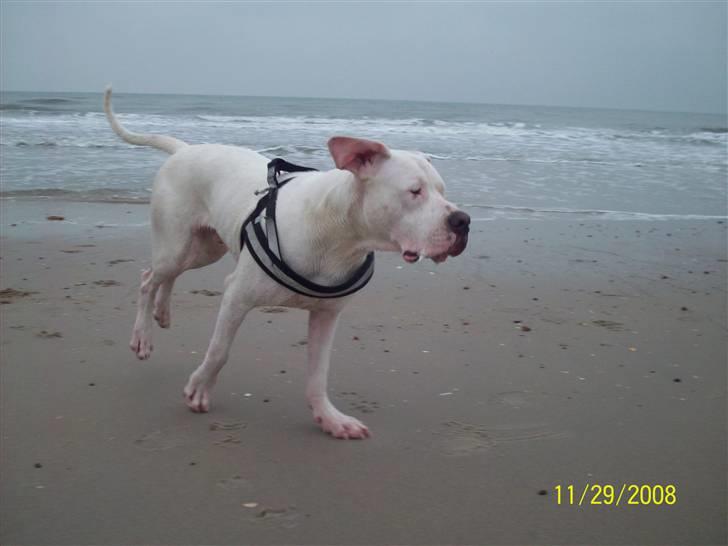 Dogo argentino spiky billede 11