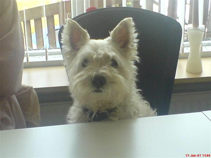 West highland white terrier Ronja (Solo)  R.I.P billede 2