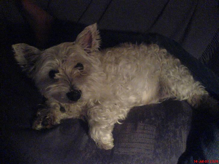 West highland white terrier Ronja (Solo)  R.I.P billede 4