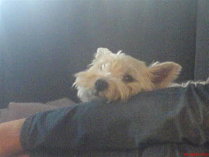 West highland white terrier Ronja (Solo)  R.I.P billede 11