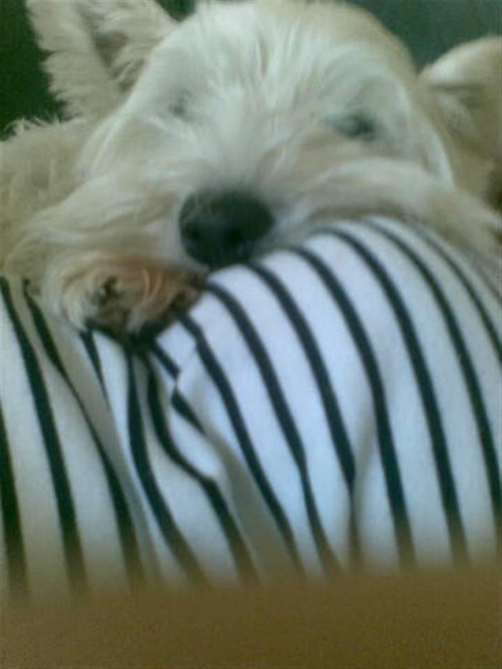 West highland white terrier Ronja (Solo)  R.I.P billede 5