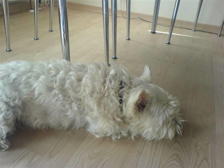 West highland white terrier Ronja (Solo)  R.I.P - solo tager lige en slapper! :-D  billede 6