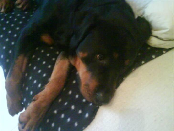 Rottweiler Mimmie billede 8