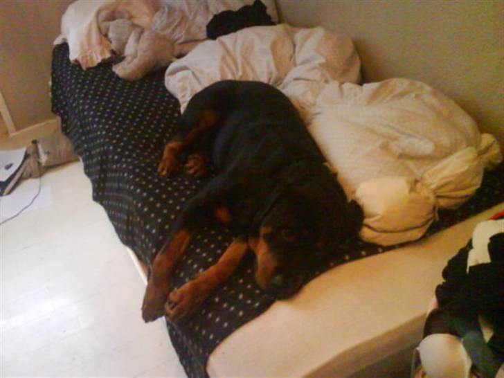 Rottweiler Mimmie billede 9