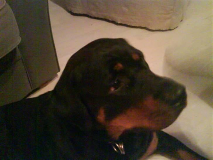 Rottweiler Mimmie billede 10