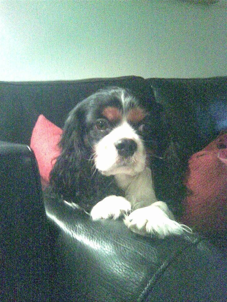Cavalier king charles spaniel | Pondus - # Billede 7 billede 7