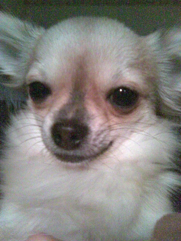 Chihuahua | Jacko - # Billede 9 billede 9