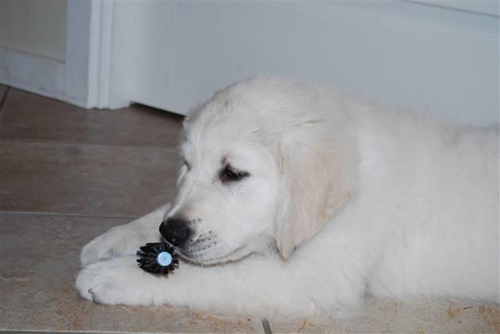 Golden retriever Grejsdalens Xavier (Gizmo - Mums en super lækker hårbørste, må hellere smage.. billede 10
