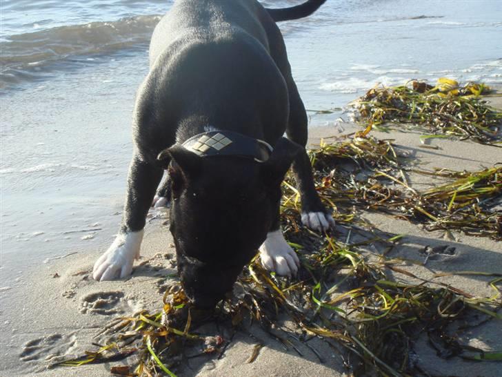 Staffordshire bull terrier Chili billede 12