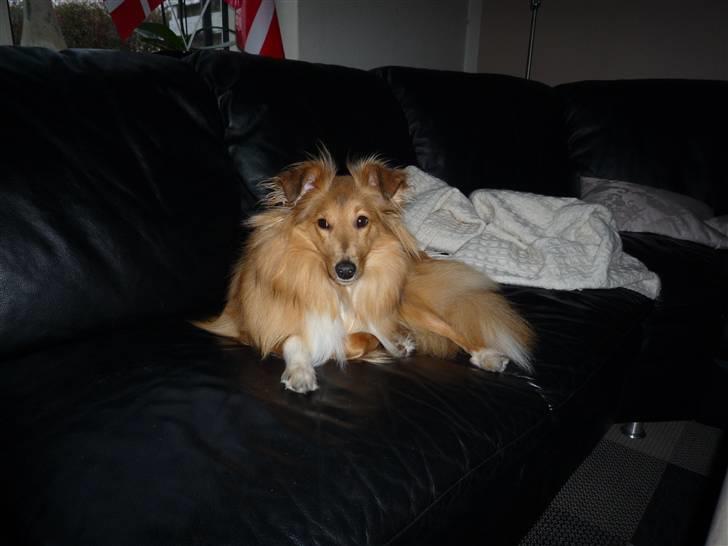 Shetland sheepdog Luna billede 6