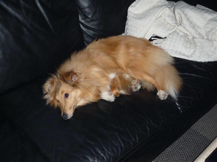 Shetland sheepdog Luna billede 7