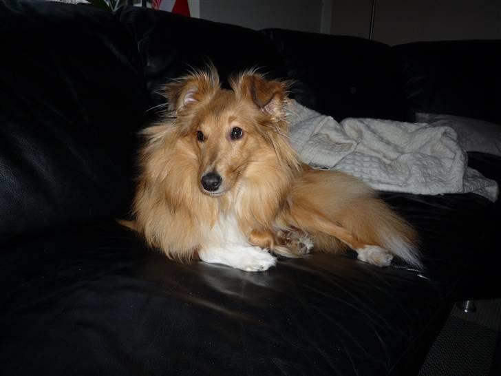 Shetland sheepdog Luna billede 8