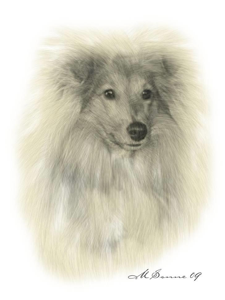 Shetland sheepdog Luna billede 9