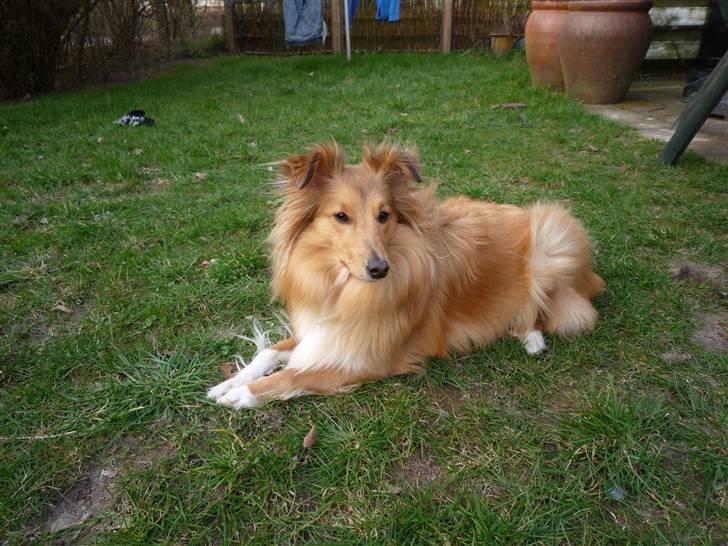 Shetland sheepdog Luna billede 10
