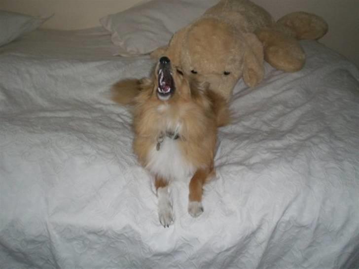 Shetland sheepdog Luna - Jeg er MEGET farlig billede 11