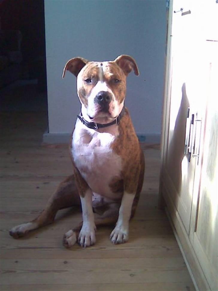 Amerikansk staffordshire terrier Ludvig - JULEN 2008 billede 5