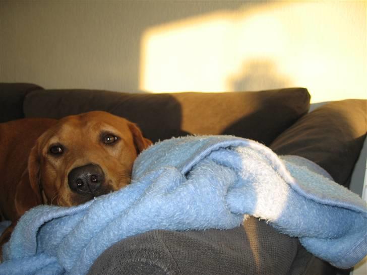 Blanding af racer trunte/dunde  - jeg ser lige lidt tv  billede 2