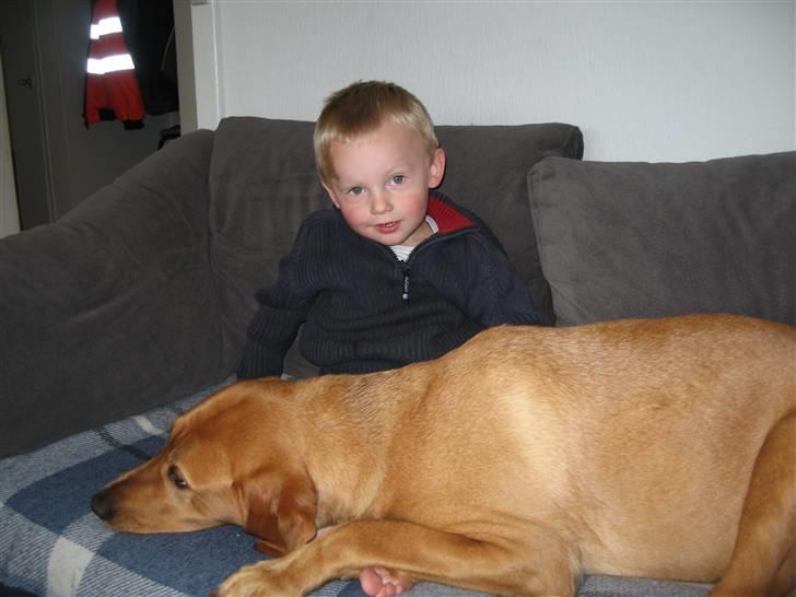 Blanding af racer trunte/dunde  billede 3