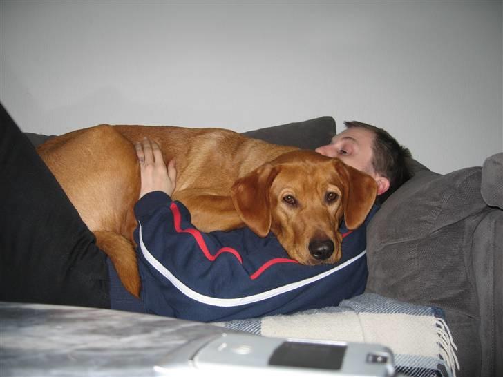 Blanding af racer trunte/dunde  - min lille skøde hund billede 5