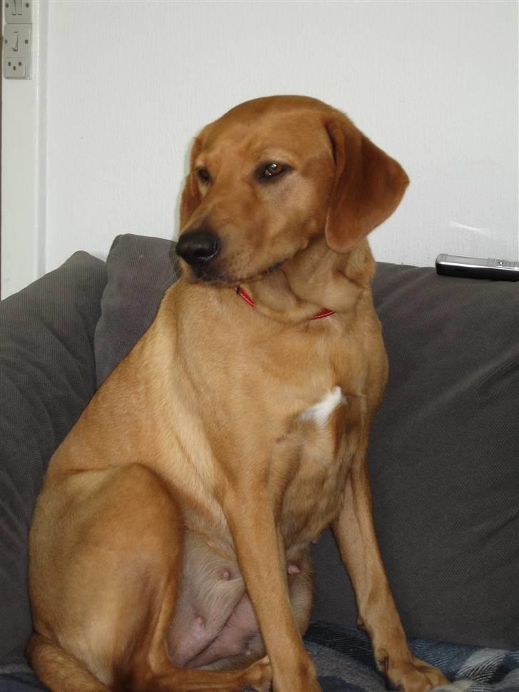 Blanding af racer trunte/dunde  billede 6