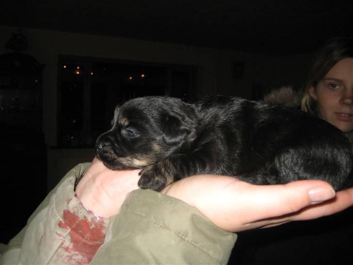 Blanding af racer Mulan - Velkommen til Mulans side billede 1