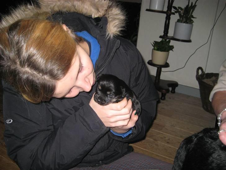 Blanding af racer Mulan - Mulan og min søster billede 2