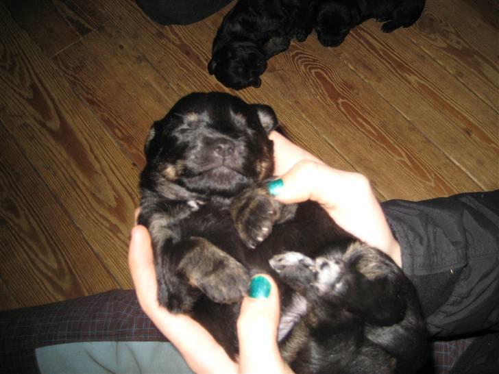 Blanding af racer Mulan - Mulan og min søster billede 3