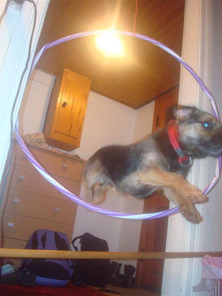 Border terrier Dalshøj´s Blue Diamond (Basse) - Spring gennem en ring... billede 14