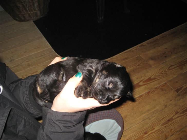 Blanding af racer Mulan - Mulan og min søster billede 4