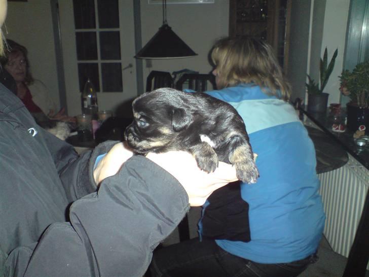 Blanding af racer Mulan - Mulan billede 6