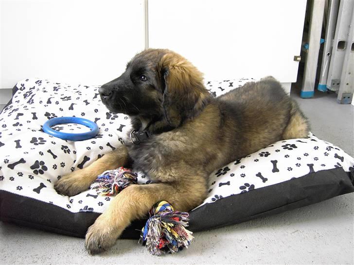 Leonberger Nahla  - 12 uger gammel billede 7
